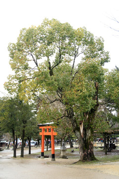 奈良东大寺