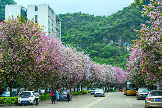 柳州市航一路紫荆花