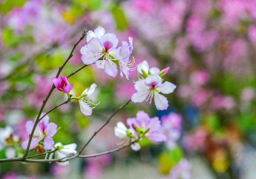 D紫荆花