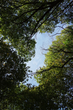 树枝绿叶天空