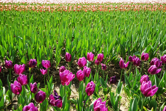 郁金香花海