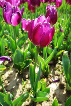 郁金香花海