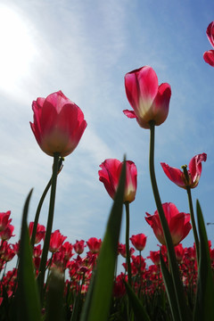 郁金香花海