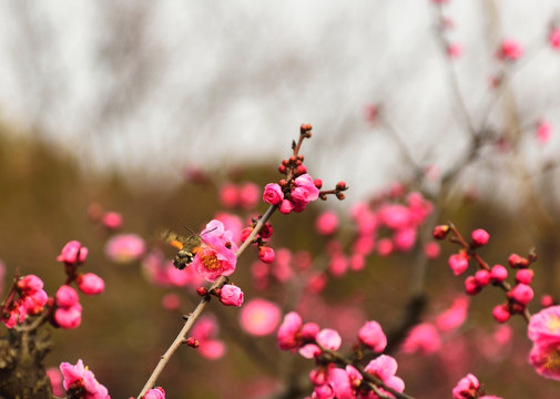 长喙天蛾 梅花