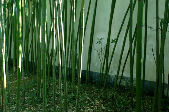 竹子 竹林 竹 植物 绿色