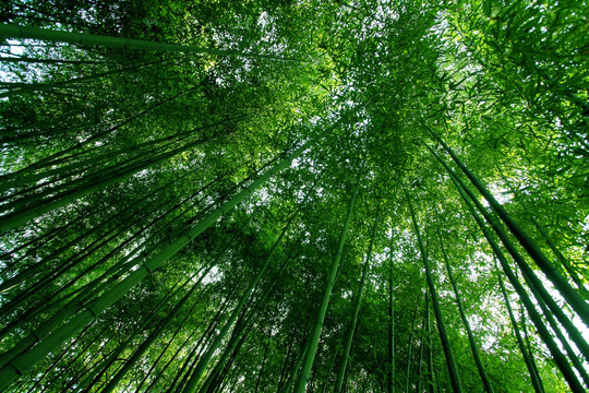 竹子 竹林 竹 植物