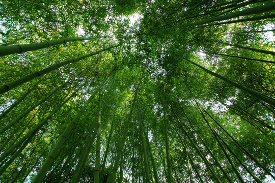 竹子 竹林 竹 植物 绿色