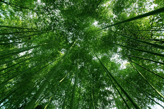 竹子 竹林 竹 植物