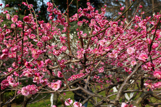 红梅花 梅花