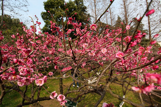 红梅花