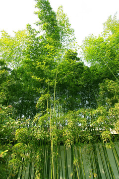竹子 竹林 竹 植物 绿色