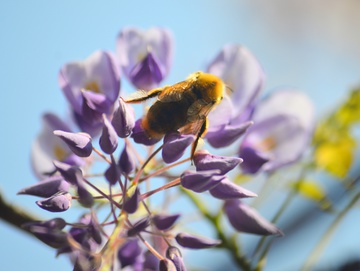紫藤花 蜜蜂