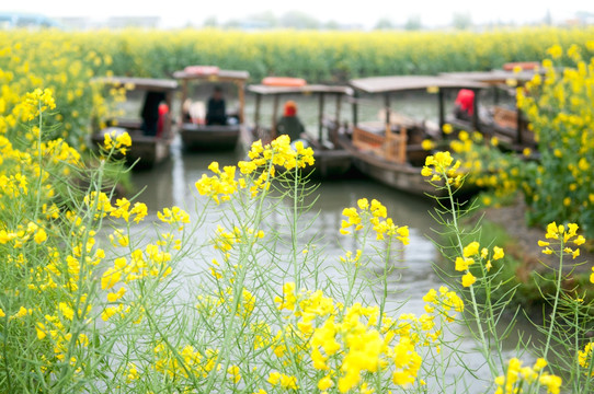 兴化油菜花