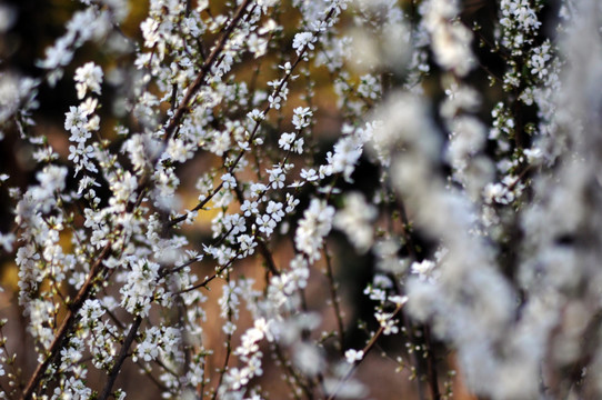 李子花