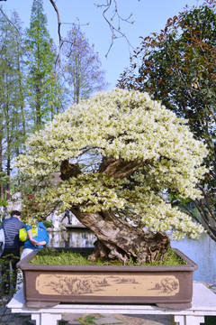 白花继木盆景