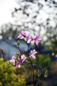 紫色杜鹃花