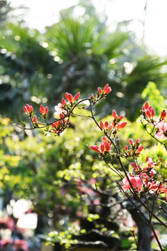 杜鹃花苞