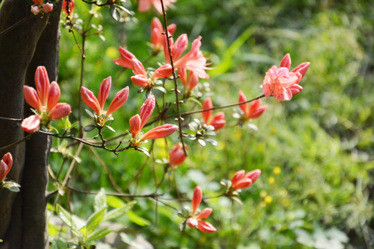 阳光下花苞