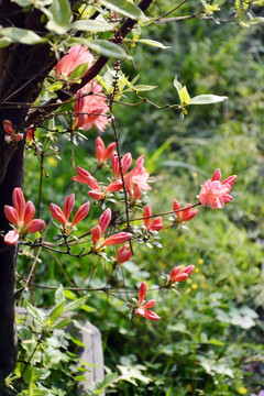 杜鹃花花苞