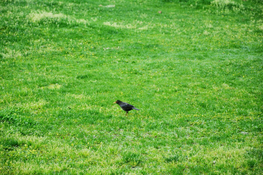 绿地上的黑鸟