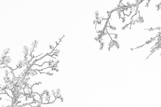 桃園花開(kāi)素描圖