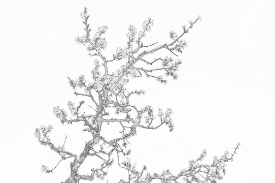 素描桃樹花開