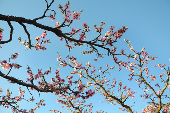 果园桃花开