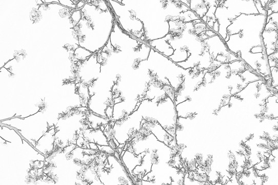 素描桃林花開