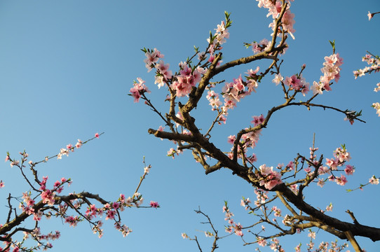 春满桃园花色艳