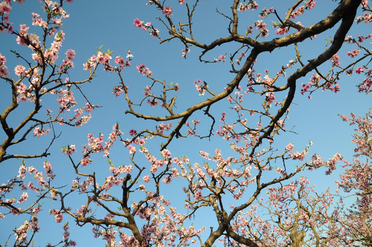桃花盛开春满园