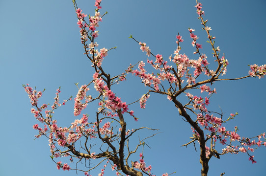 桃花盛开春满园