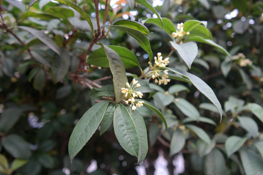 桂花树