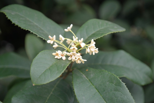 桂花树