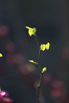 春天的嫩芽