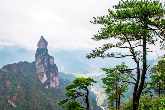 山 观音山 树