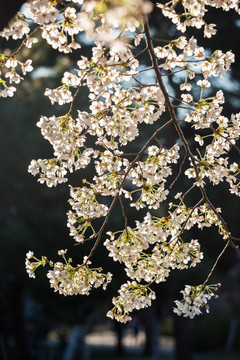 白色樱花