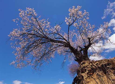 西藏林芝桃花沟