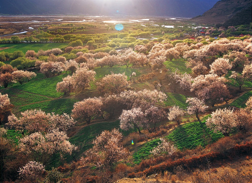 西藏林芝桃花沟