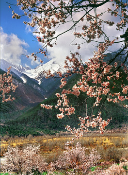 西藏林芝桃花林