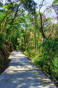 上山的路 林间小路 森林游步道