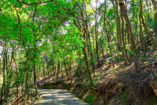 上山的路 林间小路 森林游步道