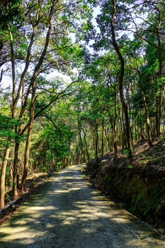 休闲小道 小道 小路