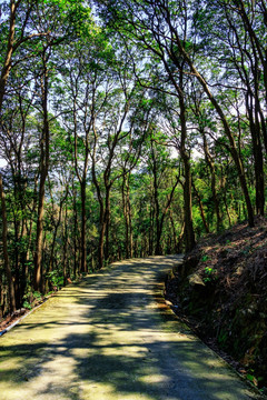 山林小道