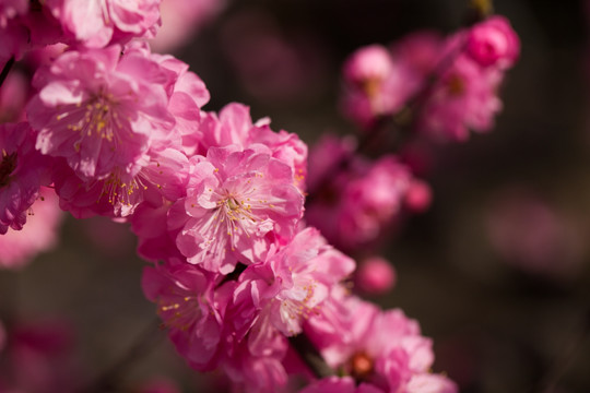 桃花樱花