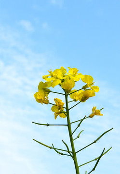 黄色小花