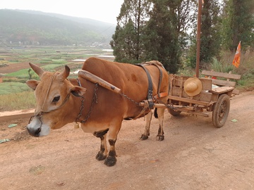 黄牛拉车