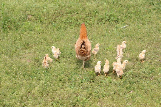 鸡妈妈和孩子