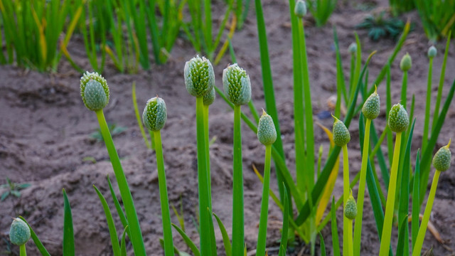 大葱开花