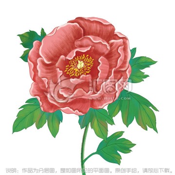 手繪花卉 彩鉛牡丹花 PSD