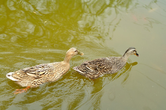 水中鸭子